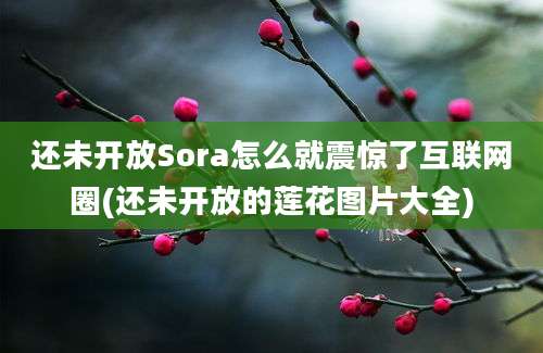 还未开放Sora怎么就震惊了互联网圈(还未开放的莲花图片大全)