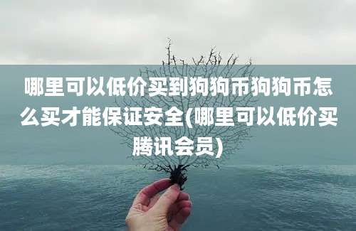 哪里可以低价买到狗狗币狗狗币怎么买才能保证安全(哪里可以低价买腾讯会员)