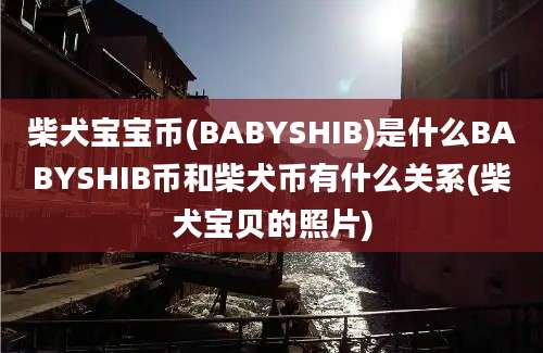 柴犬宝宝币(BABYSHIB)是什么BABYSHIB币和柴犬币有什么关系(柴犬宝贝的照片)