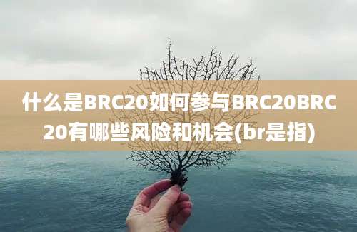 什么是BRC20如何参与BRC20BRC20有哪些风险和机会(br是指)