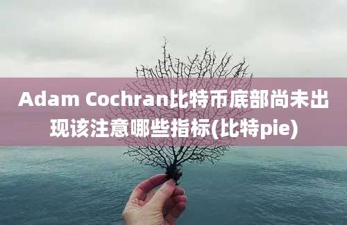 Adam Cochran比特币底部尚未出现该注意哪些指标(比特pie)