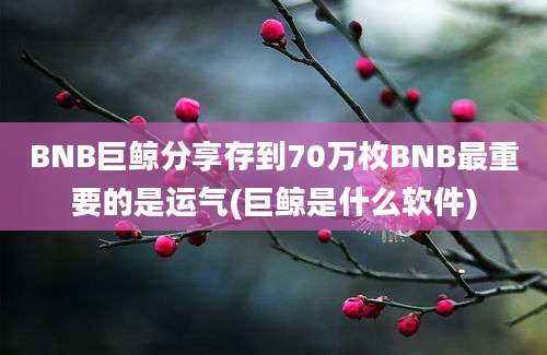 BNB巨鲸分享存到70万枚BNB最重要的是运气(巨鲸是什么软件)