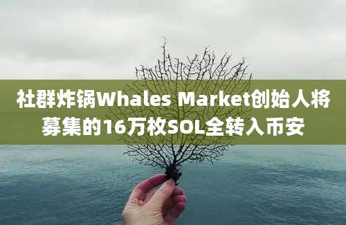 社群炸锅Whales Market创始人将募集的16万枚SOL全转入币安